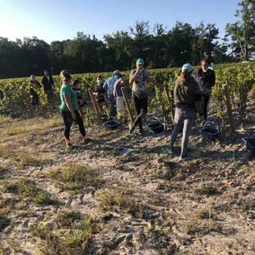 vignes 6